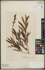Foto von Salix purpurea L. x Salix viminalis L.